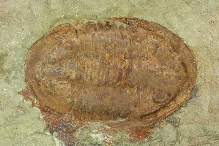 Red, Ordovician Asaphellus Trilobite - Morocco #120150